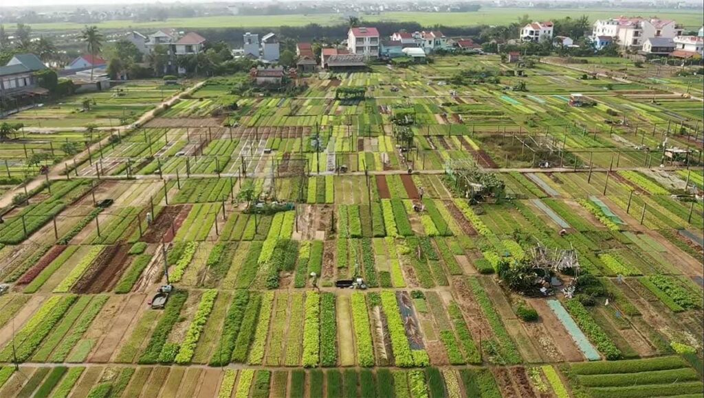 làng rau trà quế